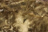 Polished Petrified Wood Slab - Utah #253351-1
